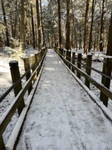 trail in ohio pyle